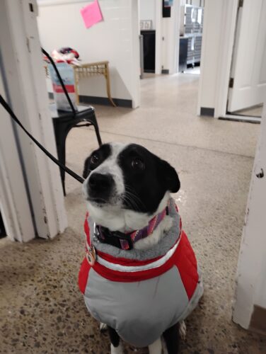 Huron Humane Society requests additional funds from Alpena